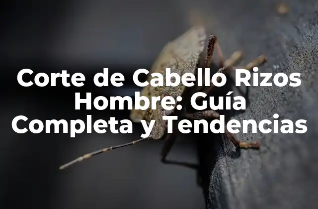 Corte de Cabello Rizos Hombre: Guía Completa y Tendencias 2 Características del Cabello Rizado