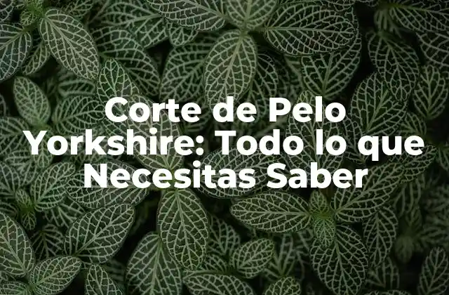 Corte de Pelo Yorkshire: Todo Lo que Necesitas Saber