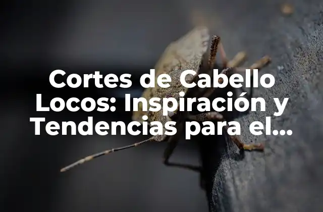 Cortes de Cabello Locos: Inspiración y Tendencias para el Pelo Rebelde