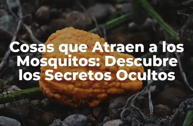 Cosas que Atraen a los Mosquitos: Descubre los Secretos Ocultos