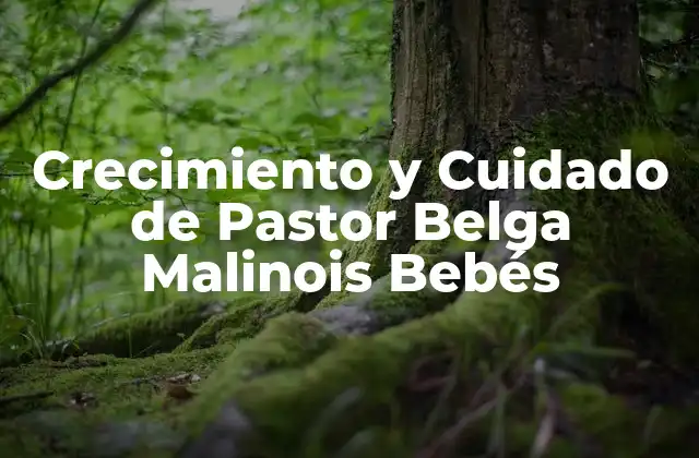 Crecimiento y Cuidado de Pastor Belga Malinois Bebés