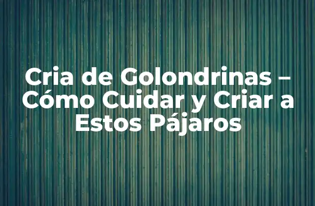 Cria de Golondrinas – Cómo Cuidar y Criar a Estos Pájaros