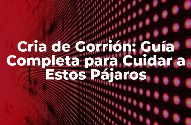 Cria de Gorrión: Guía Completa para Cuidar a Estos Pájaros