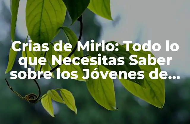 Crias de Mirlo: Todo Lo que Necesitas Saber sobre los Jóvenes de Este Ave