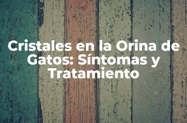 Cristales en la Orina de Gatos: Síntomas y Tratamiento