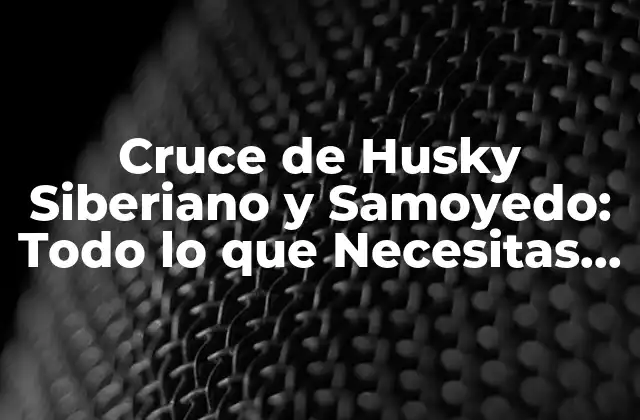 Cruce de Husky Siberiano y Samoyedo: Todo Lo que Necesitas Saber