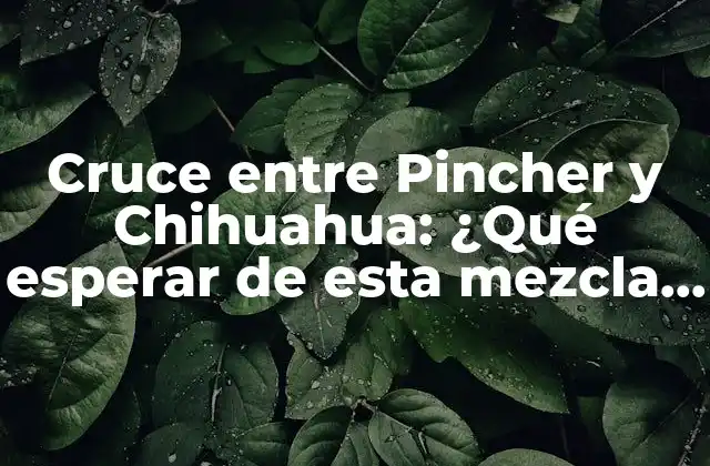 Cruce entre Pincher y Chihuahua: ¿qué Esperar de Esta Mezcla de Razas?