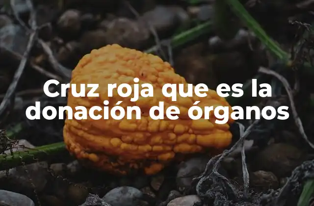Cruz Roja que es la Donación de Órganos