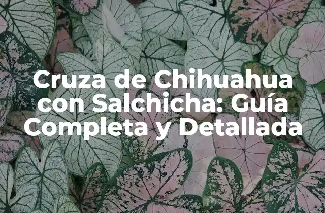 Cruza de Chihuahua con Salchicha: Guía Completa y Detallada