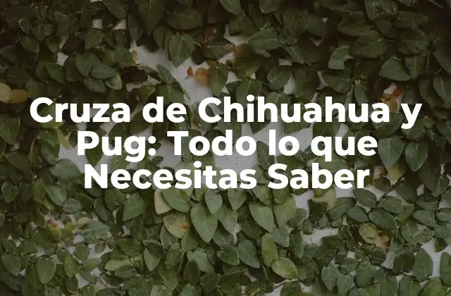 Cruza de Chihuahua y Pug: Todo Lo que Necesitas Saber