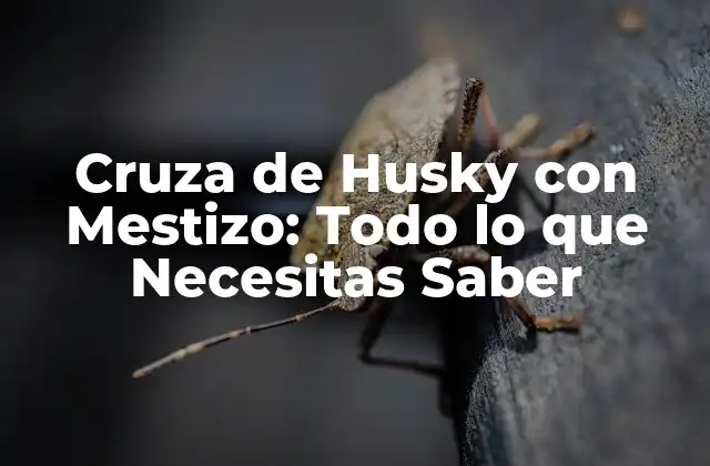 Cruza de Husky con Mestizo: Todo Lo que Necesitas Saber