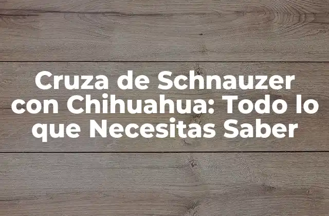 Cruza de Schnauzer con Chihuahua: Todo Lo que Necesitas Saber