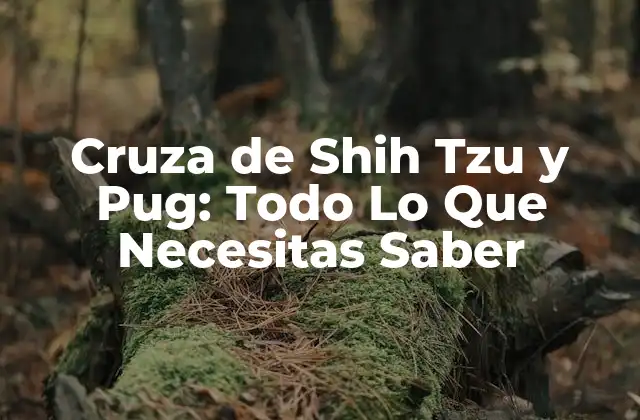 Cruza de Shih Tzu y Pug: Todo Lo que Necesitas Saber