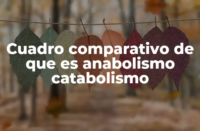 El anabolismo y el catabolismo como pilares del metabolismo