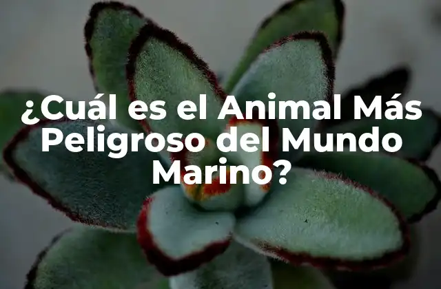 ¿cuál es el Animal Más Peligroso Del Mundo Marino?