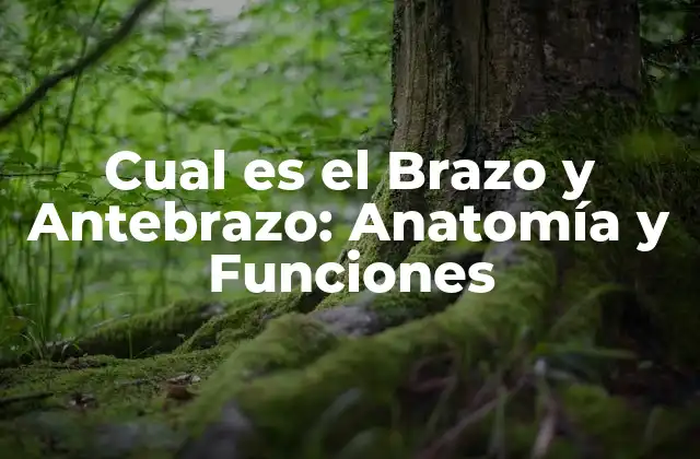 Cual es el Brazo y Antebrazo: Anatomía y Funciones