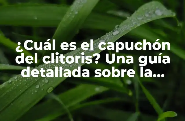 ¿cuál es el Capuchón Del Clitoris? una Guía Detallada sobre la Anatomía Femenina