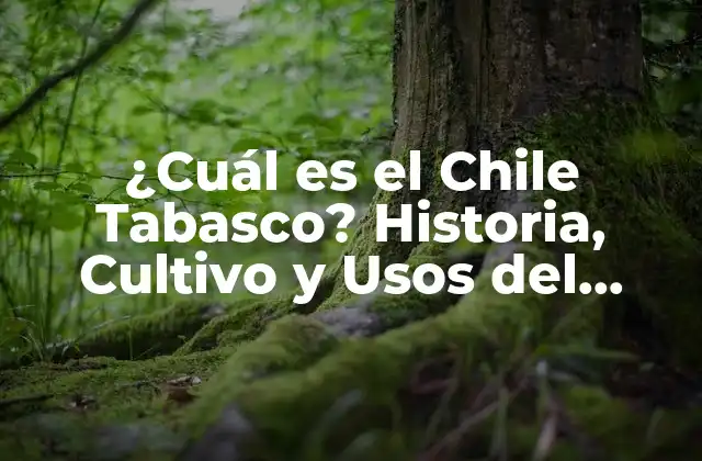 ¿cuál es el Chile Tabasco? Historia, Cultivo y Usos Del Famoso Chile