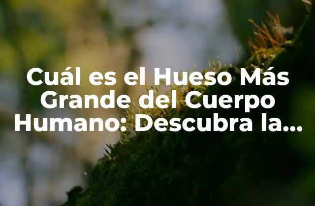 Cuál es el Hueso Más Grande Del Cuerpo Humano: Descubra la Respuesta