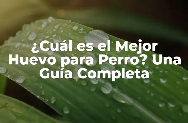¿cuál es el Mejor Huevo para Perro? una Guía Completa