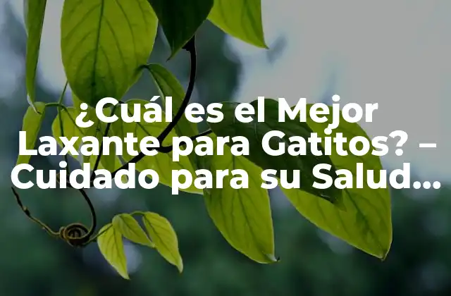 ¿cuál es el Mejor Laxante para Gatitos? – Cuidado para Su Salud Intestinal