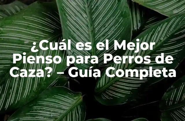 ¿cuál es el Mejor Pienso para Perros de Caza? – Guía Completa