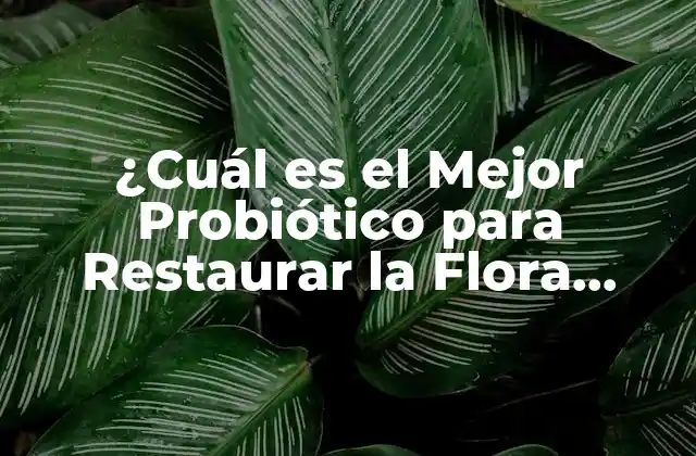 ¿Qué Son los Probióticos y Cómo Funcionan?