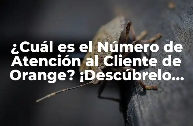 ¿cuál es el Número de Atención Al Cliente de Orange? ¡descúbrelo Aquí!