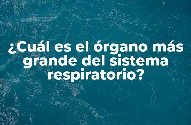 ¿cuál es el Órgano Más Grande Del Sistema Respiratorio?