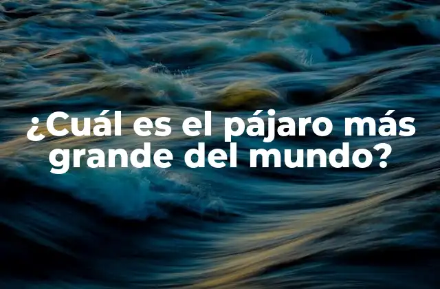 ¿cuál es el Pájaro Más Grande Del Mundo? 2 Historia de la búsqueda del pájaro más grande