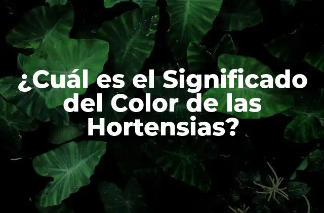 ¿cuál es el Significado Del Color de las Hortensias?