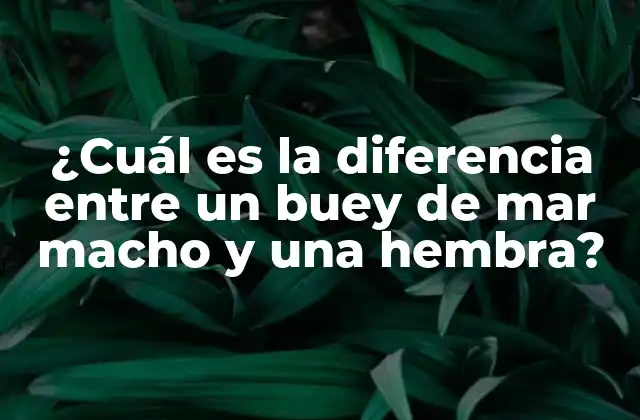 ¿cuál es la Diferencia entre un Buey de Mar Macho y una Hembra?