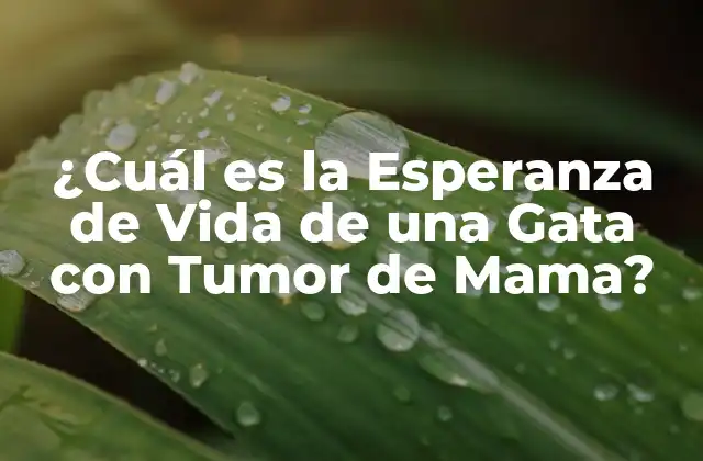 ¿cuál es la Esperanza de Vida de una Gata con Tumor de Mama?