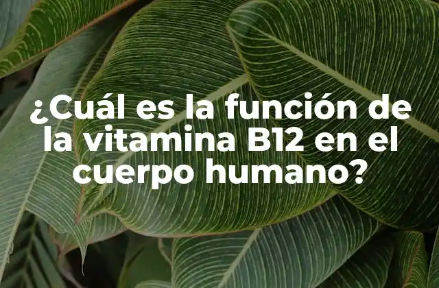 ¿cuál es la Función de la Vitamina B12 en el Cuerpo Humano?