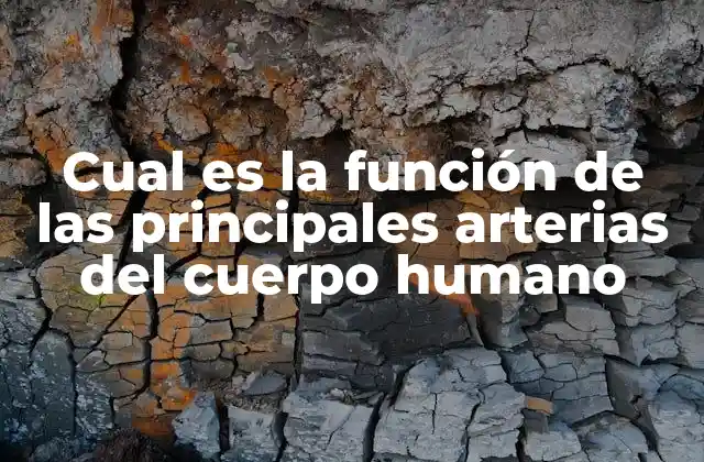 Cual es la Función de las Principales Arterias Del Cuerpo Humano