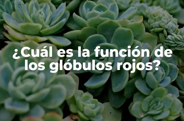 ¿cuál es la Función de los Glóbulos Rojos? 2 La estructura y composición de los glóbulos rojos