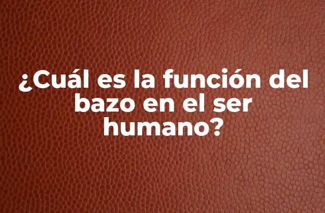 ¿cuál es la Función Del Bazo en el Ser Humano?