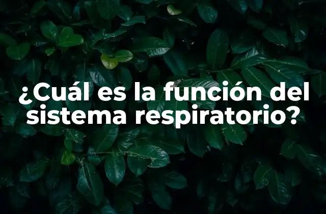 ¿cuál es la Función Del Sistema Respiratorio?