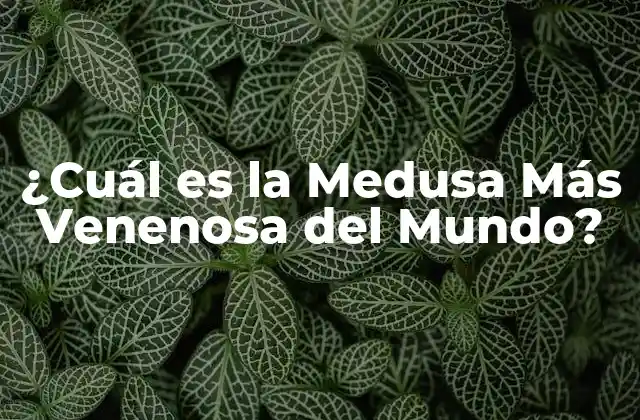 ¿cuál es la Medusa Más Venenosa Del Mundo?