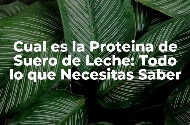 Cual es la Proteina de Suero de Leche: Todo Lo que Necesitas Saber