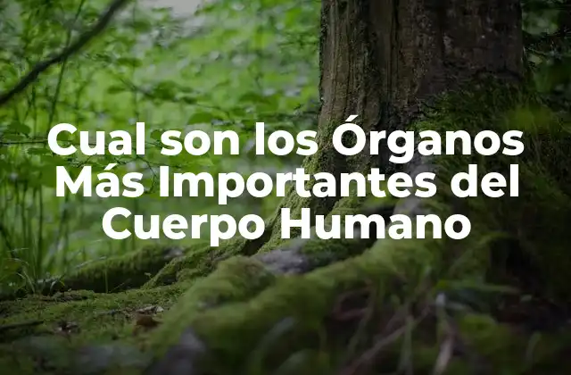Cual Son los Órganos Más Importantes Del Cuerpo Humano