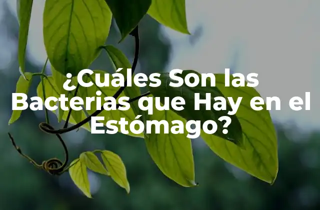 ¿cuáles Son las Bacterias que Hay en el Estómago?
