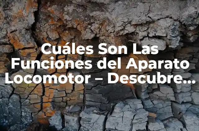 Cuáles Son las Funciones Del Aparato Locomotor – Descubre el Poder Del Movimiento