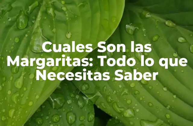 Cuales Son las Margaritas: Todo Lo que Necesitas Saber