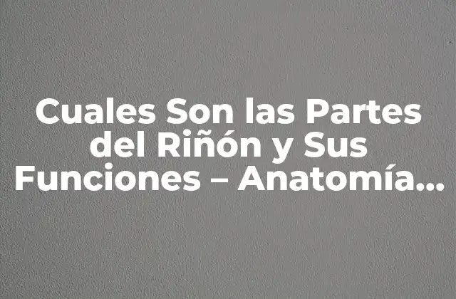 Cuales Son las Partes Del Riñón y Sus Funciones – Anatomía y Fisiología