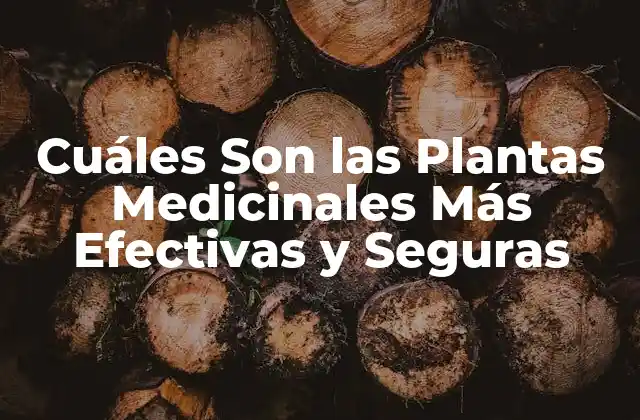 Cuáles Son las Plantas Medicinales Más Efectivas y Seguras