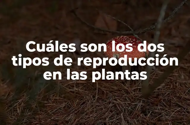 Cuáles Son los Dos Tipos de Reproducción en las Plantas