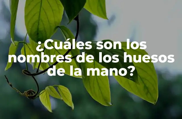 ¿cuáles Son los Nombres de los Huesos de la Mano?