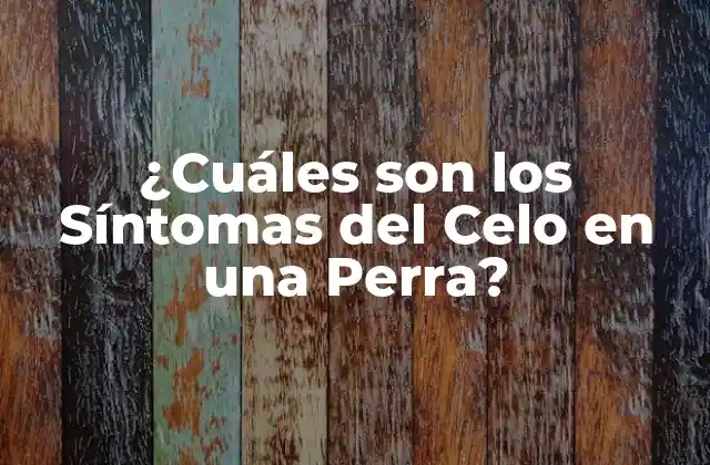 ¿cuáles Son los Síntomas Del Celo en una Perra? 2 ¿Qué es el Celo en una Perra?
