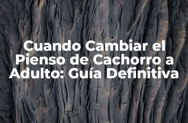 Cuando Cambiar el Pienso de Cachorro a Adulto: Guía Definitiva